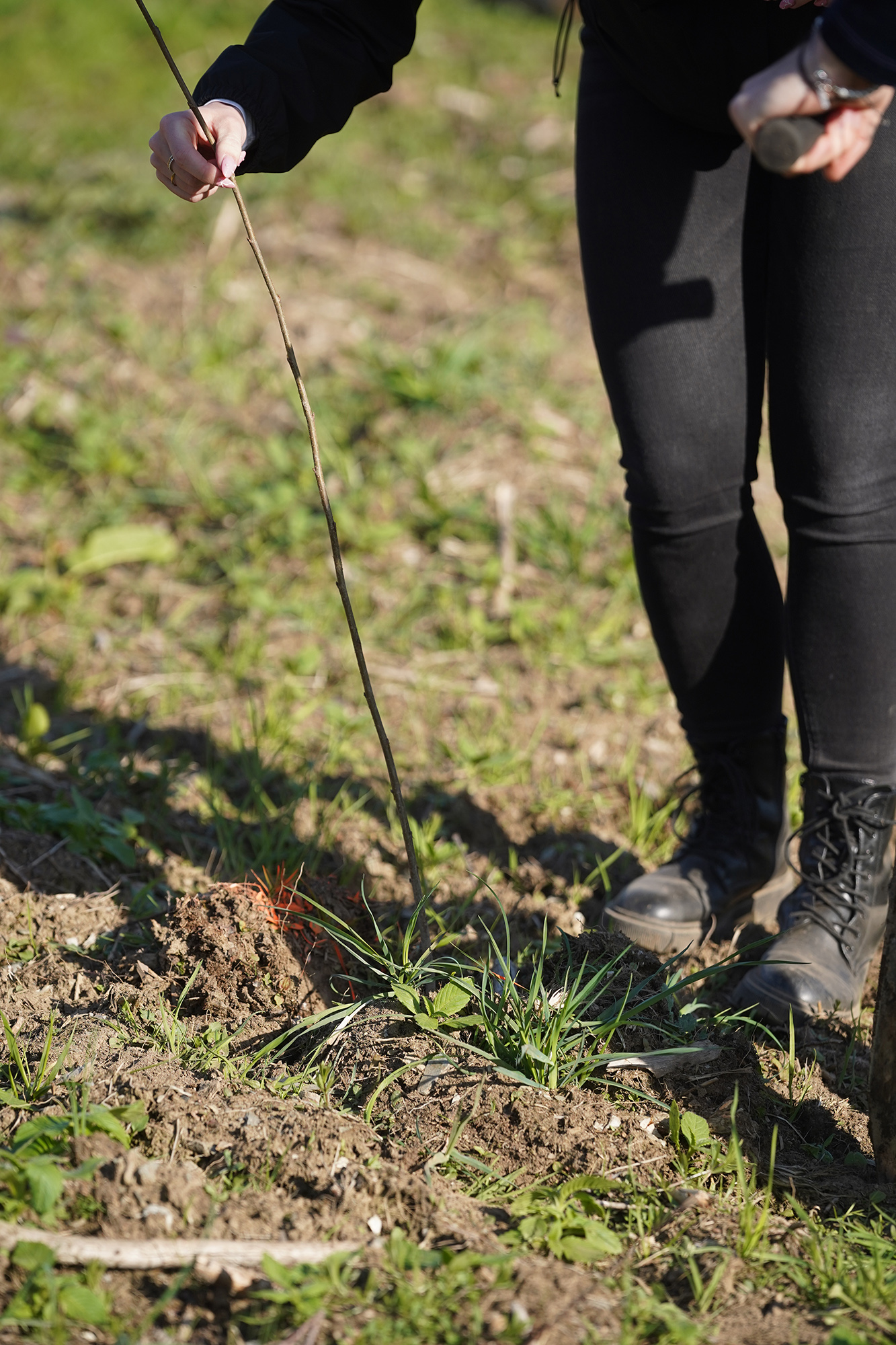 Baumsetzling wird eingepflanzt