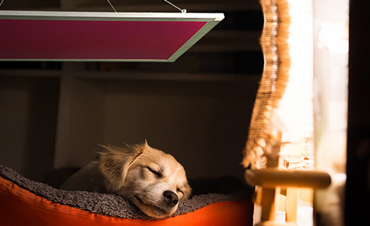 Hund liegt in seinem Körbchen unter UdiANIMA Tierheizung von UdiDämmsysteme